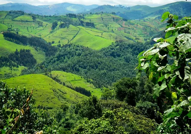 La BAD accorde au Rwanda un prêt de 30 millions de dollars pour systématiser la couverture forestière de son territoire