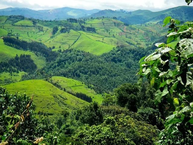 La BAD accorde au Rwanda un prêt de 30 millions de dollars pour systématiser la couverture forestière de son territoire