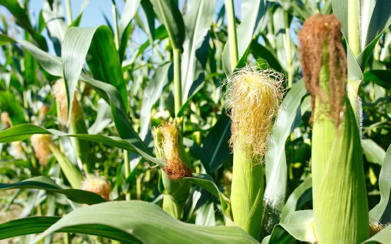 Coopération agricole: La Tanzanie va vendre «500 mille tonnes de maïs» à la RDC en 2024