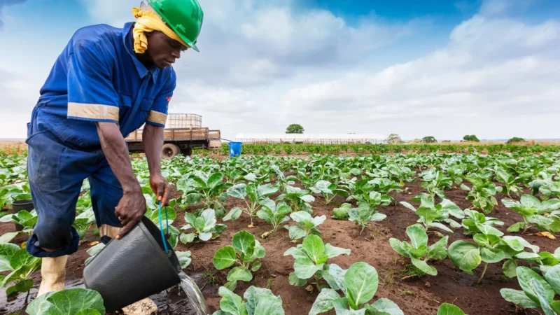 Angola : Chute de l’importation des «14 produits de grande consommation» durant le premier trimestre de 2024