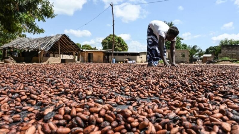 La Côte d’Ivoire verra bientôt l’émergence de « Champions nationaux » dans la filière du cacao