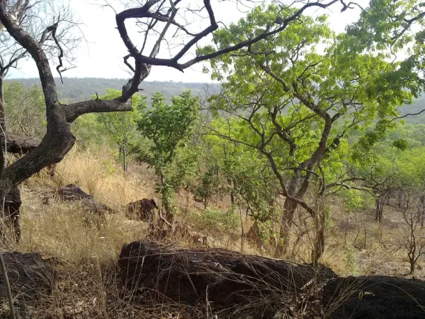 L’UNESCO retire le Parc sénégalais du Niokolo-Koba de la Liste du patrimoine mondial en péril