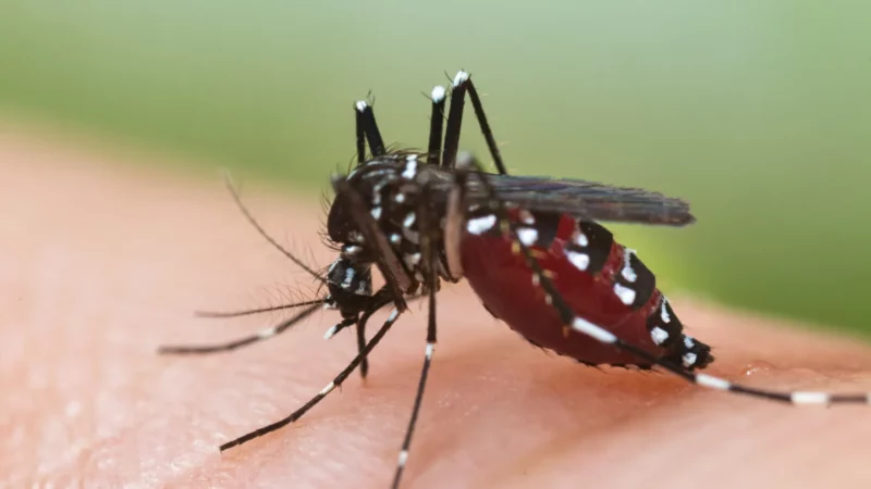 Centrafrique : Alerte sur le début d’une épidémie de dengue à Bangui