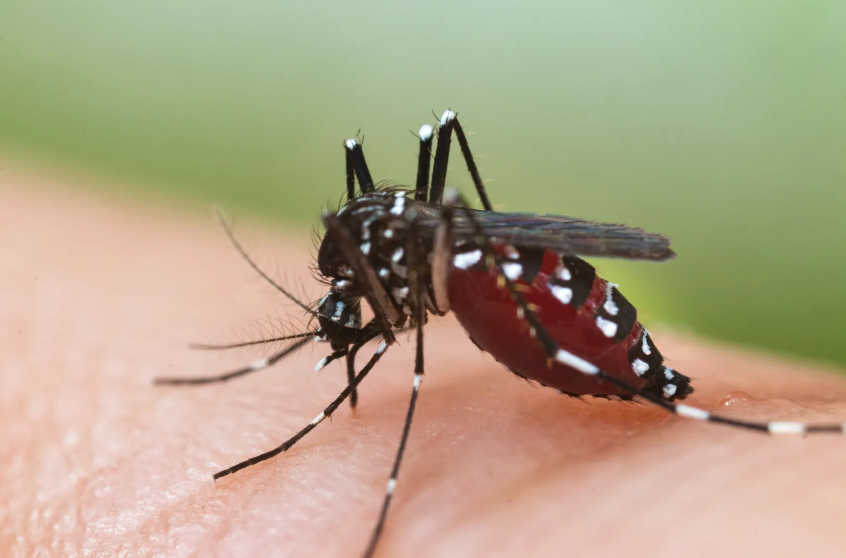 Centrafrique : Alerte sur le début d’une épidémie de dengue à Bangui