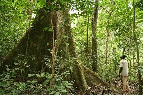 Lancement d’un programme d’assistance technique UE-Gabon pour la gestion durable des forêts gabonaises