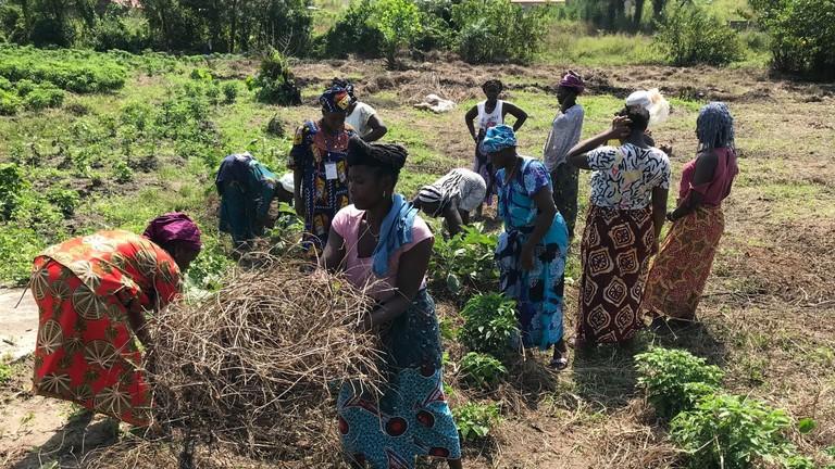 La Guinée-Conakry prévoit près de 14 millions de dollars d’investissements dans l’agriculture en 2025