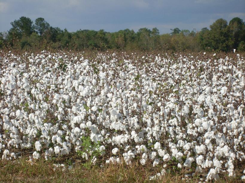 Mali: Les cultivateurs de coton veulent faire retrouver leurs performances de production d’antan