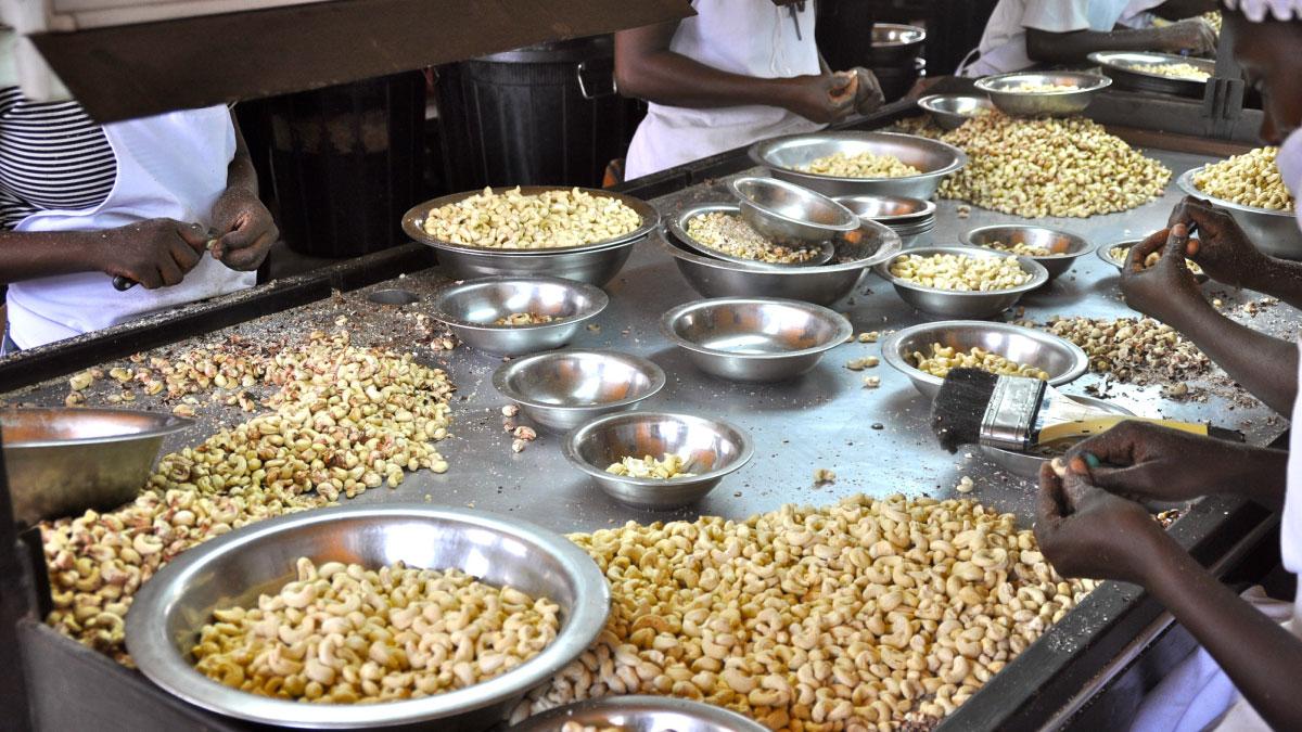 Lancement en Guinée-Bissau, de la campagne de commercialisation de la noix de cajou au prix d’environ 0,67 dollar 